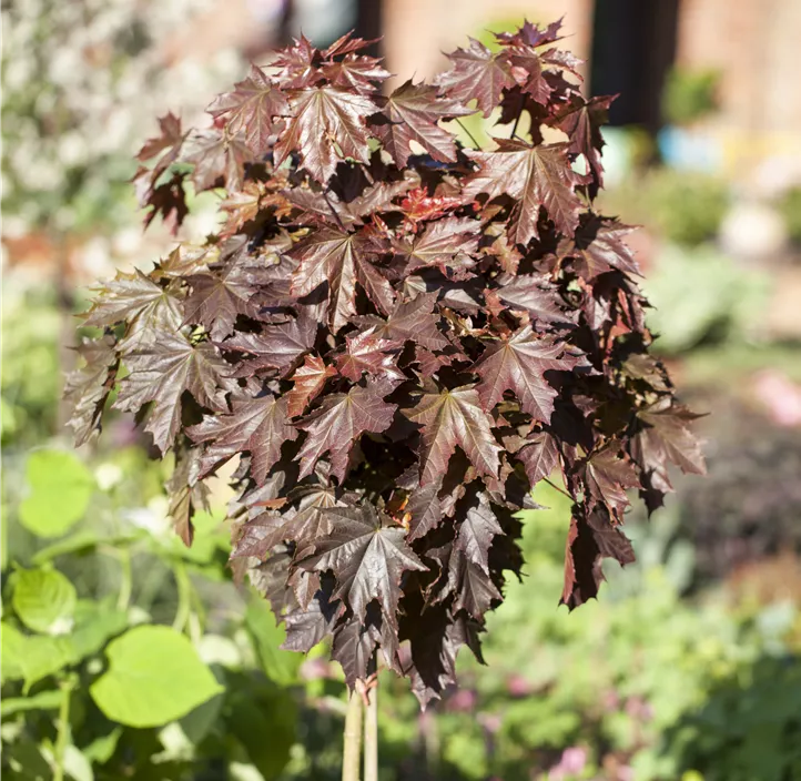 Spitzahorn 'Crimson Sentry'