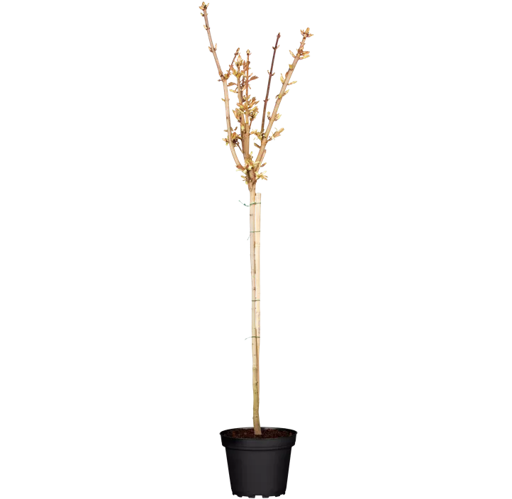 Spitzahorn 'Crimson Sentry'