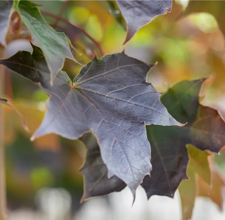 Spitzahorn 'Crimson Sentry'