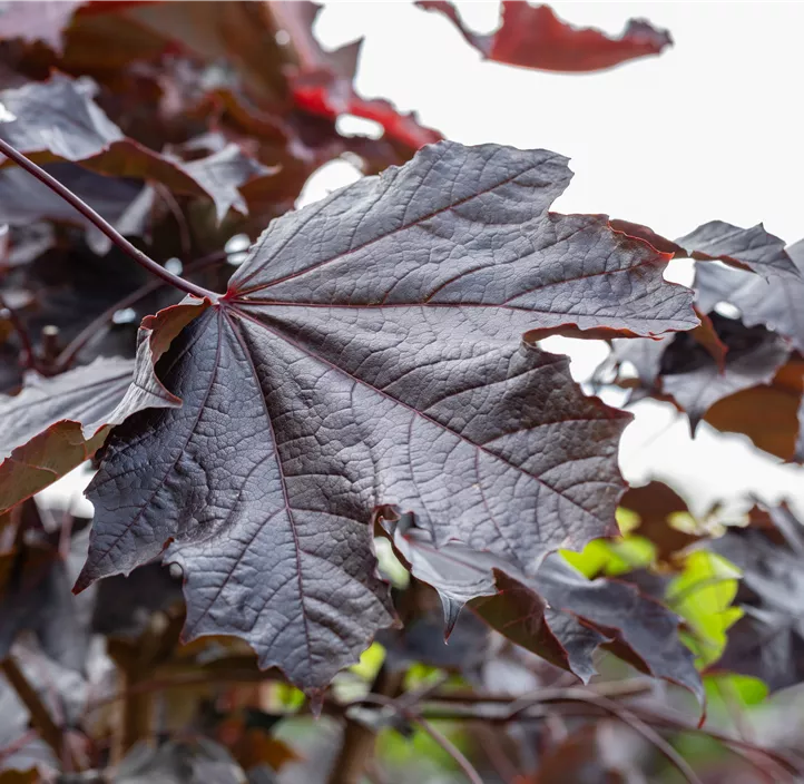 Spitzahorn 'Crimson Sentry'