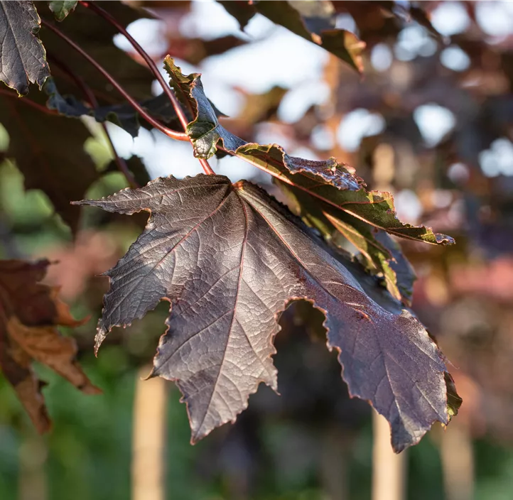 Spitzahorn 'Crimson Sentry'