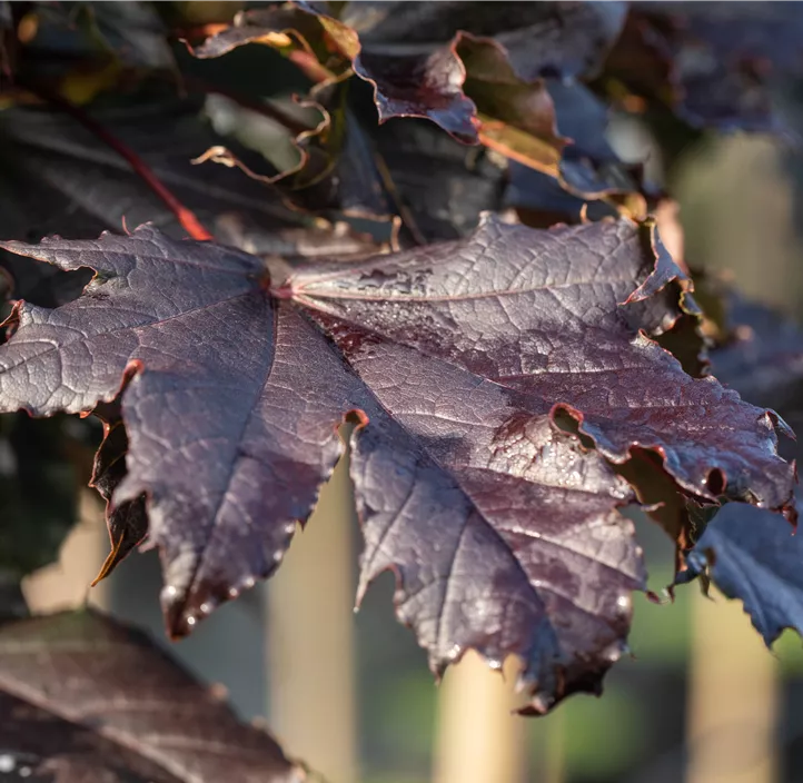 Spitzahorn 'Crimson Sentry'