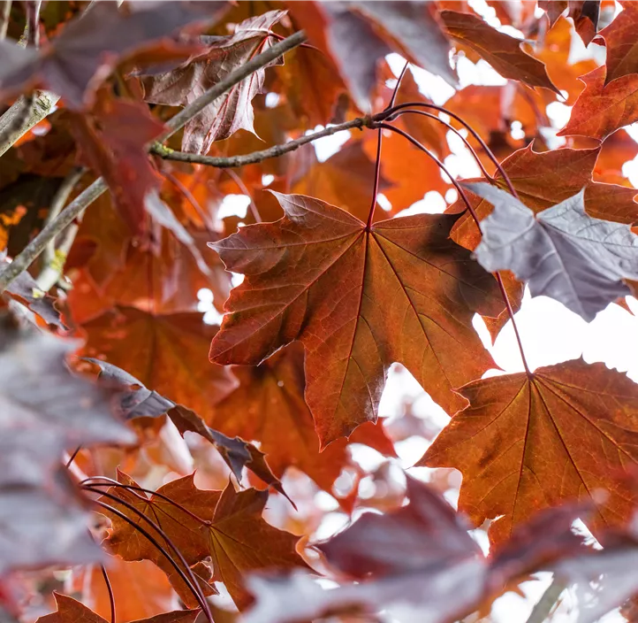 Spitzahorn 'Crimson Sentry'