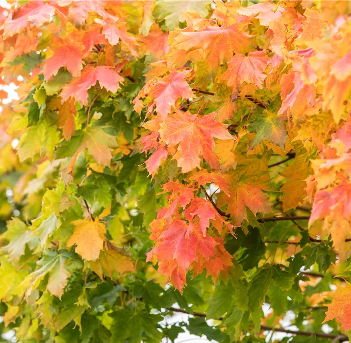 Fächerahorn 'Globosum'