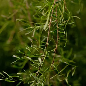Caragana arborescens Walker Stamm