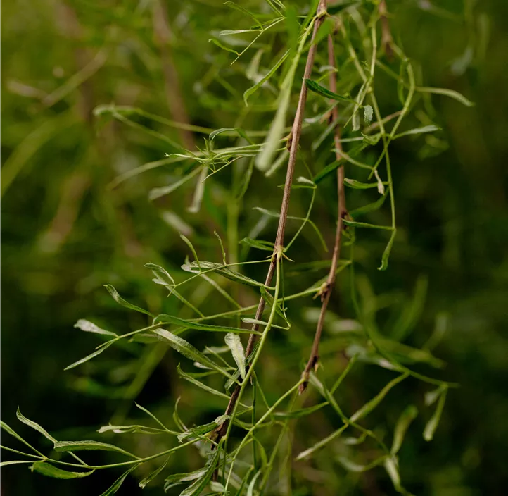 Erbsenstrauch 'Walker'