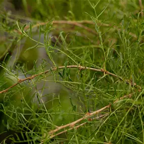 Caragana arborescens Walker Stamm