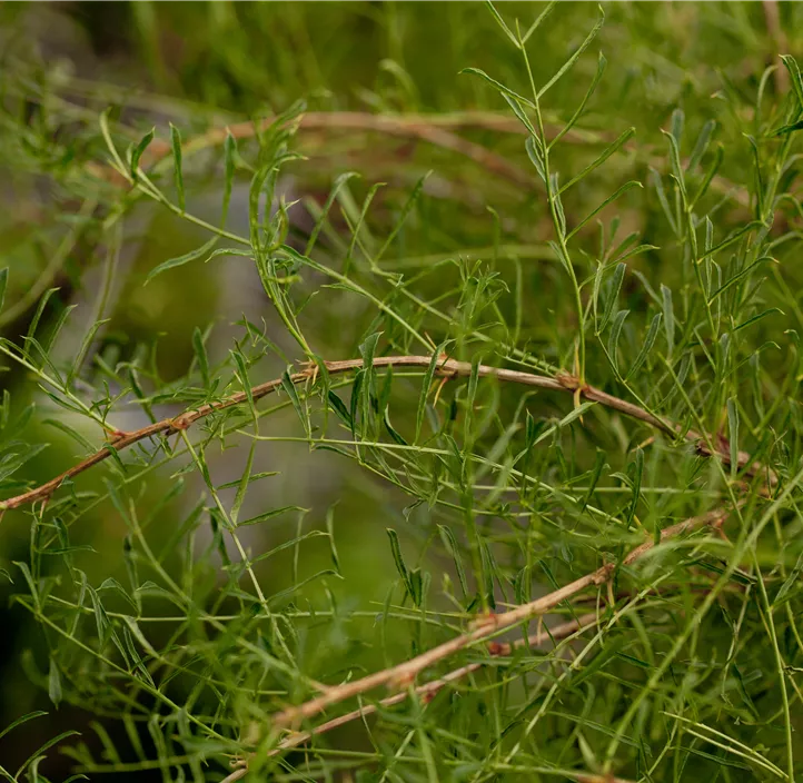 Erbsenstrauch 'Walker'