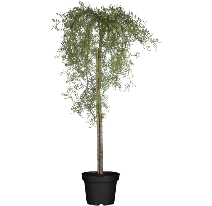 Erbsenstrauch 'Walker'