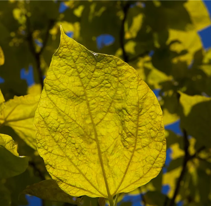 Reichfruchtender Trompetenbaum 'Aurea'