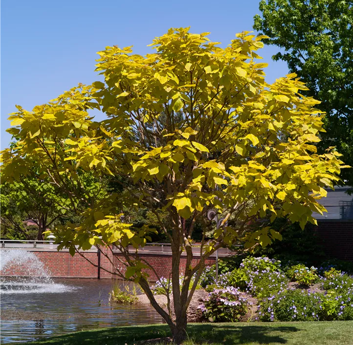 Reichfruchtender Trompetenbaum 'Aurea'