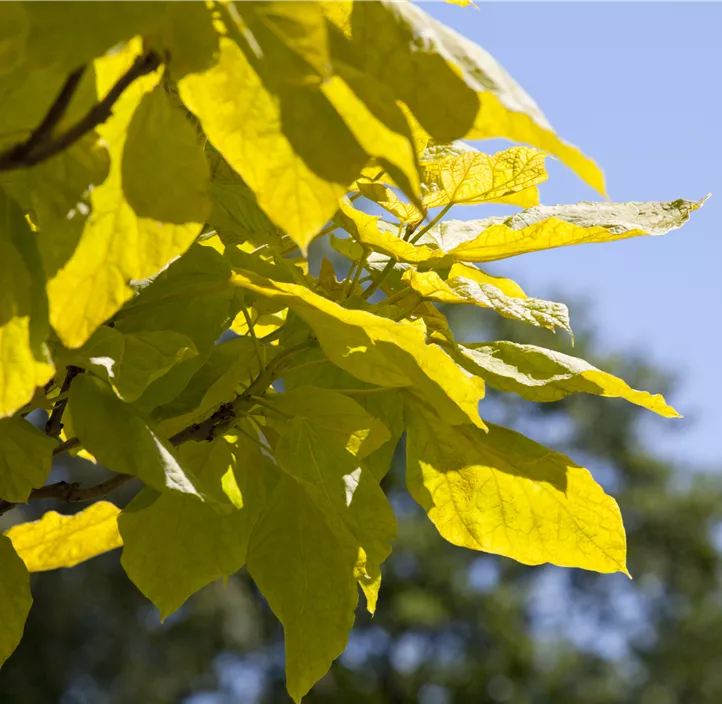 Reichfruchtender Trompetenbaum 'Aurea'