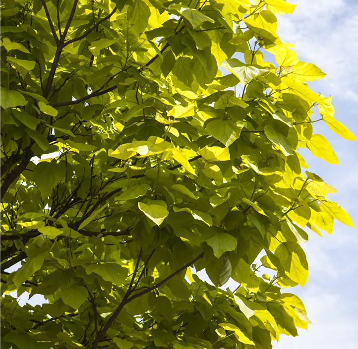 Reichfruchtender Trompetenbaum 'Aurea'