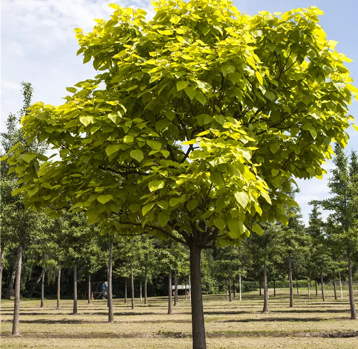 Reichfruchtender Trompetenbaum 'Aurea'