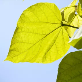 Catalpa bignonioides Aurea