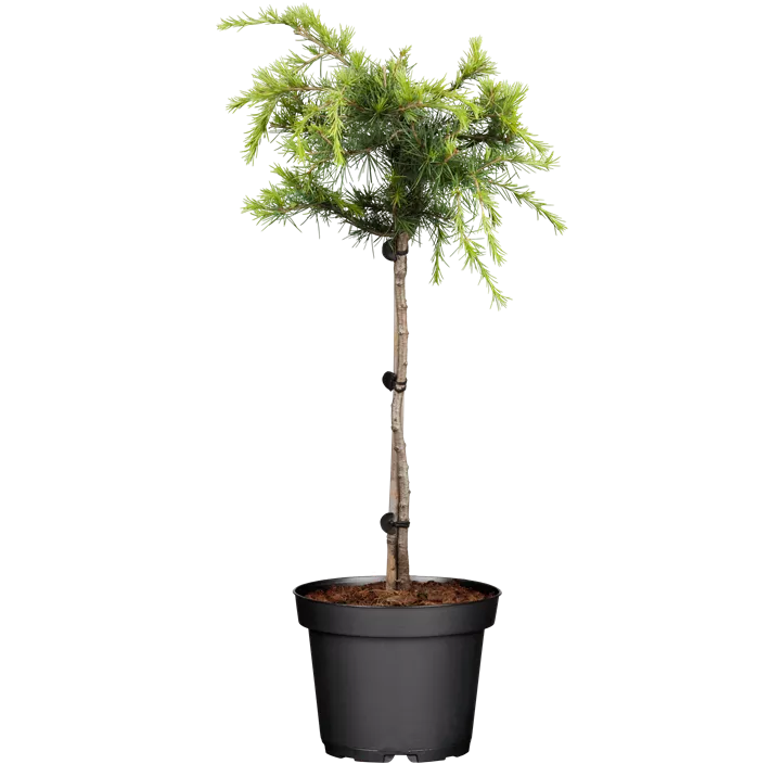 Himalaya-Zeder 'Golden Horizon'