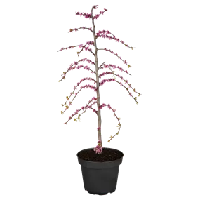 Cercis canadensis Traveller