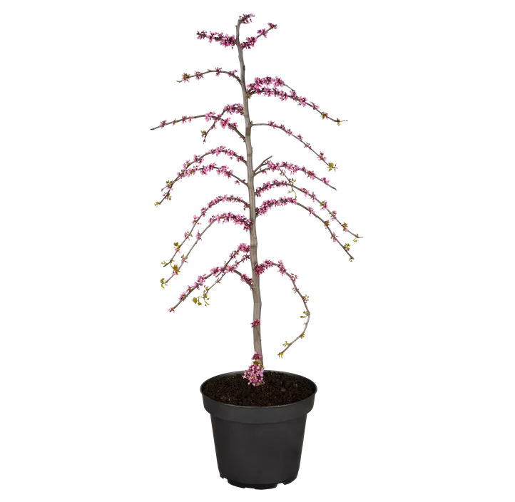 Judasbaum 'Traveller'