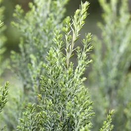 Chamaecyparis lawsoniana Ellwoodii