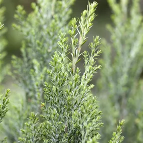 Chamaecyparis lawsoniana Ellwoodii