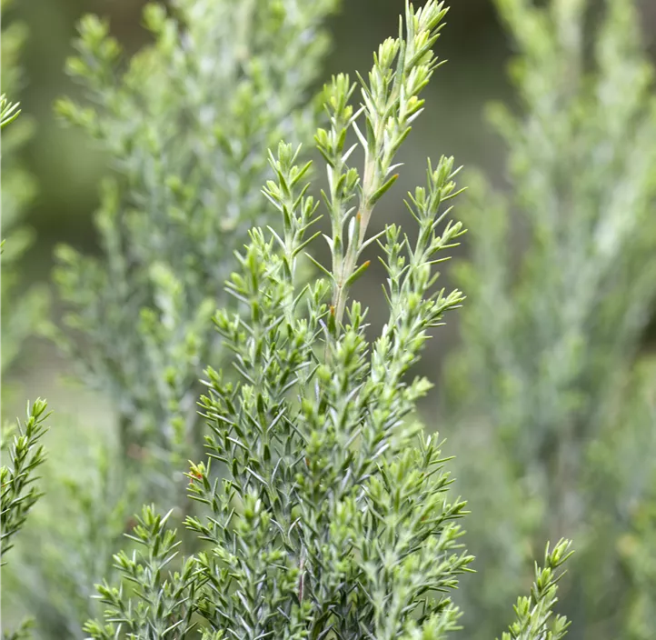 Kegelzypresse 'Ellwoodii'