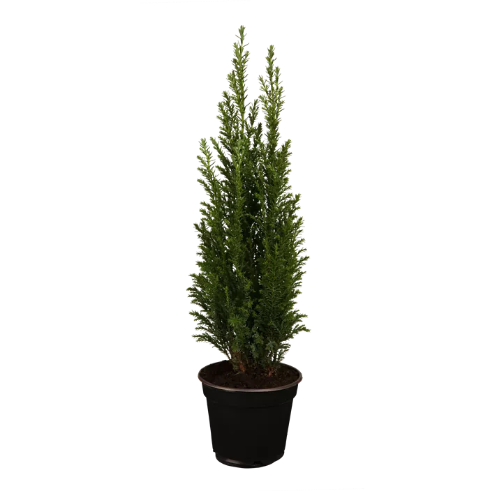 Kegelzypresse 'Ellwoodii'