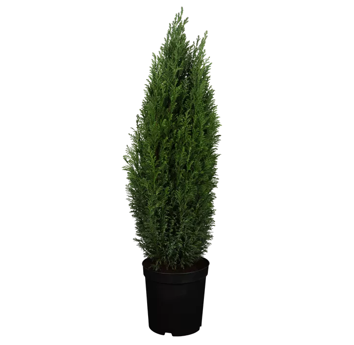 Kegelzypresse 'Ellwoodii'