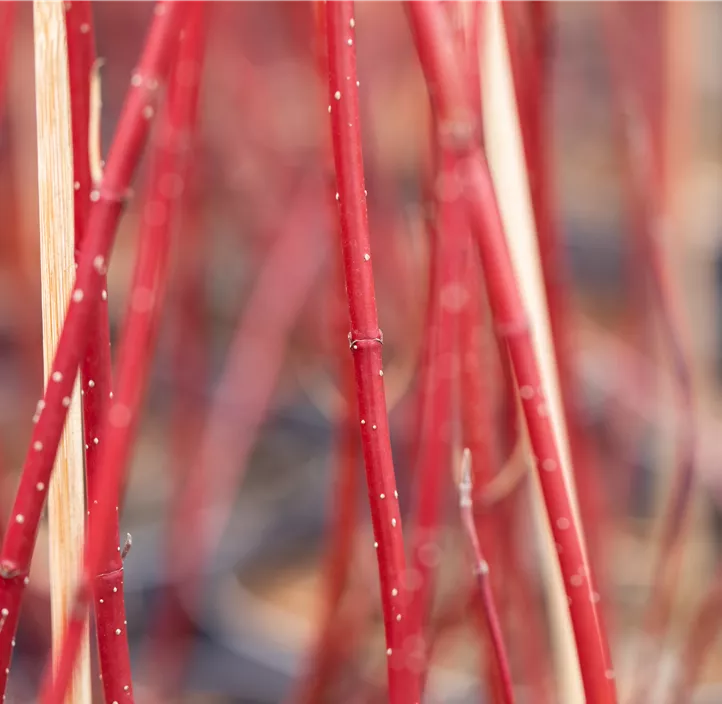 Hartriegel 'Miracle'