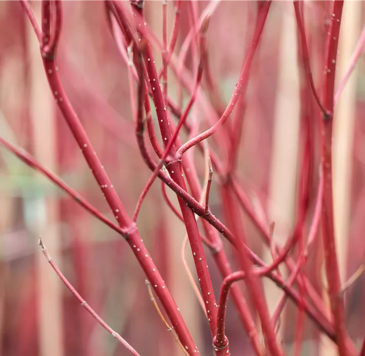 Hartriegel 'Miracle'