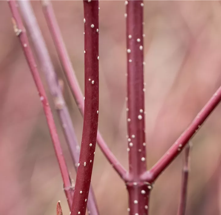 Hartriegel 'Miracle'