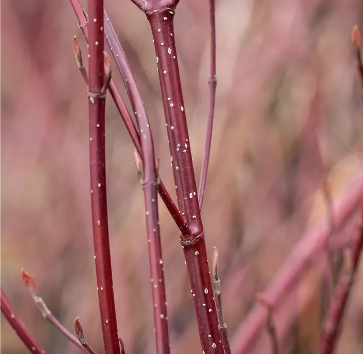 Hartriegel 'Miracle'