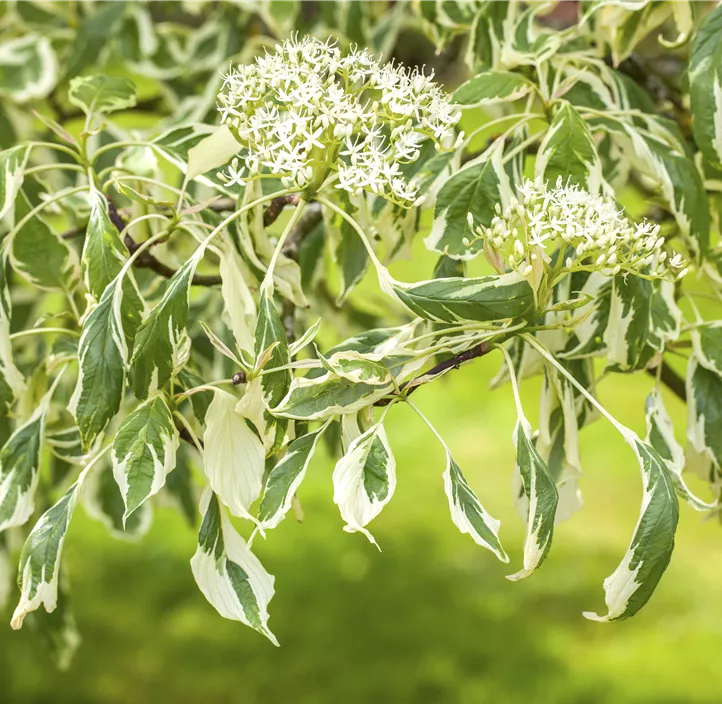 Hoher Weißbunter Etagen-Hartriegel 'Variegata'