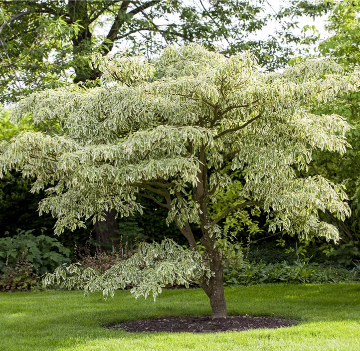 Hoher Weißbunter Etagen-Hartriegel 'Variegata'