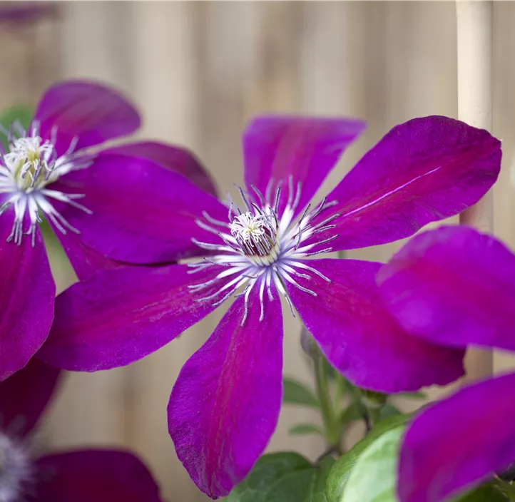 Waldrebe 'Westerplatte'