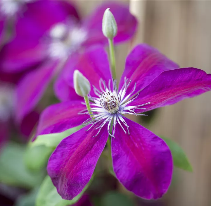 Waldrebe 'Westerplatte'