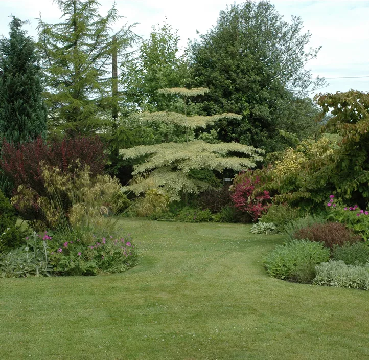 Hoher Weißbunter Etagen-Hartriegel 'Variegata'