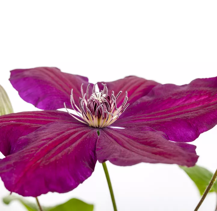 Waldrebe 'Westerplatte'