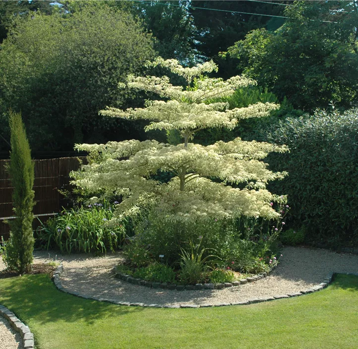 Hoher Weißbunter Etagen-Hartriegel 'Variegata'