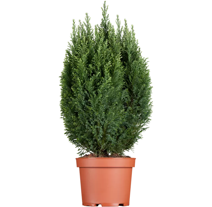 Gartenzypresse 'Snow White'®