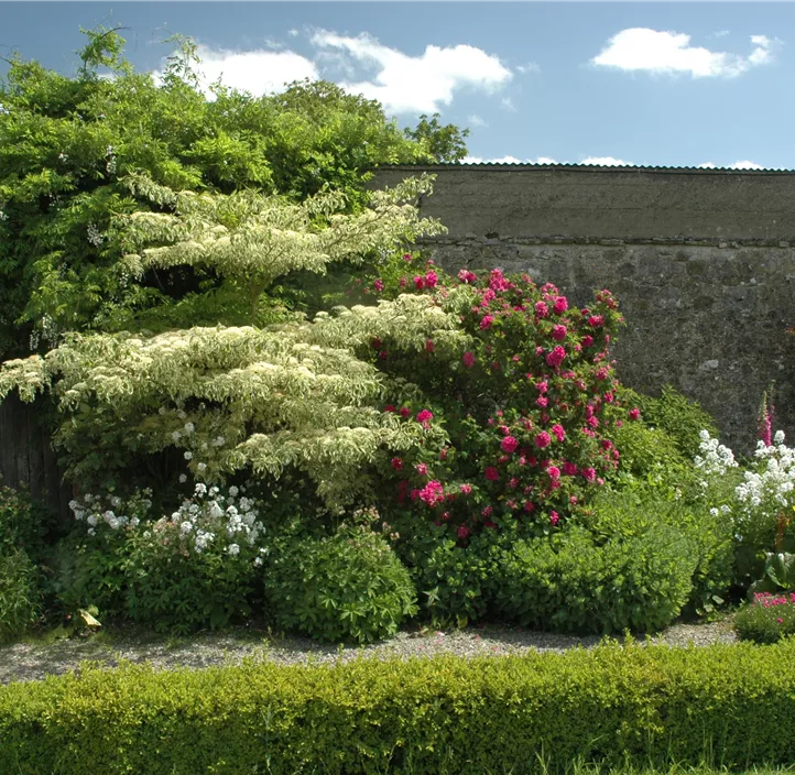 Hoher Weißbunter Etagen-Hartriegel 'Variegata'