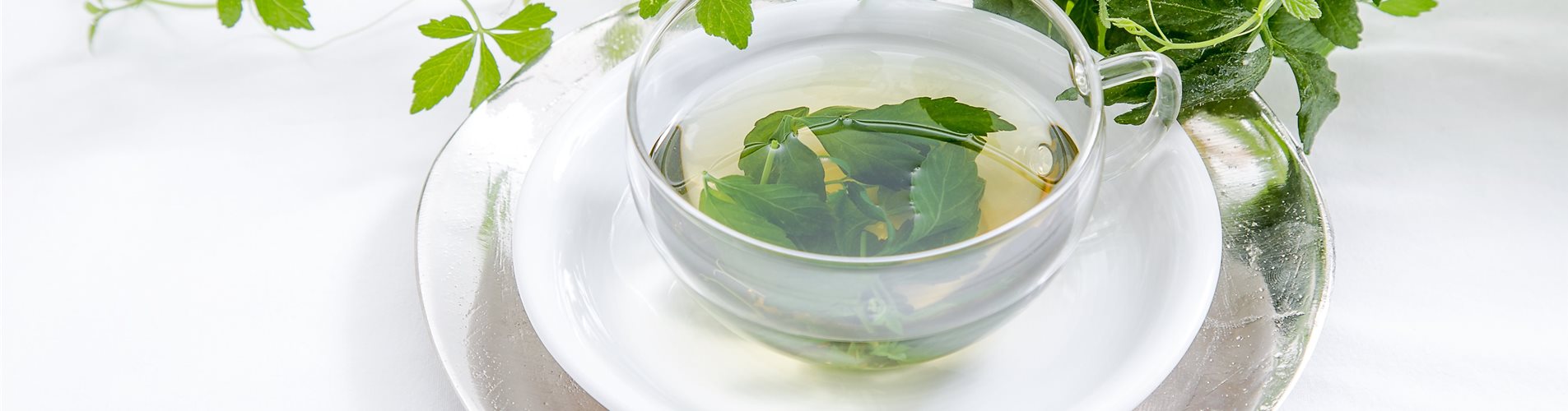 Kraut der Unsterblichkeit Tee in einer Tasse