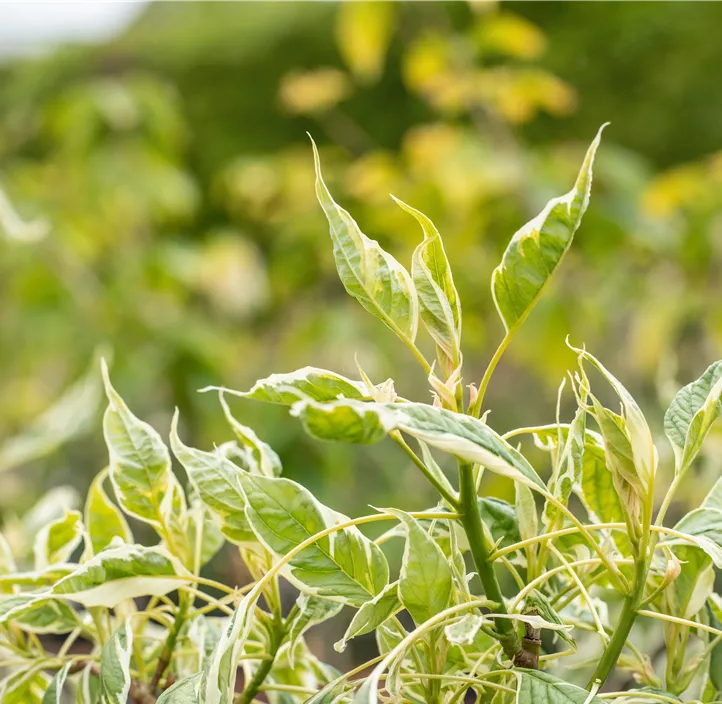 Hoher Weißbunter Etagen-Hartriegel 'Variegata'