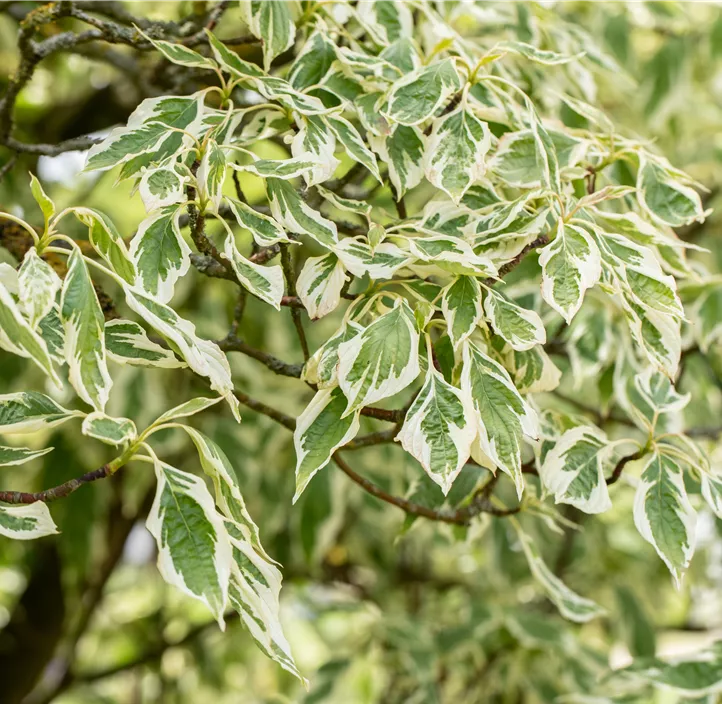 Hoher Weißbunter Etagen-Hartriegel 'Variegata'