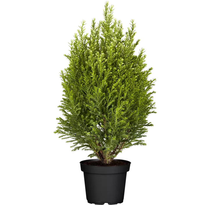 Gartenzypresse 'Snow White'®