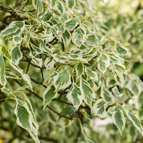 Cornus controversa 'Variegata'