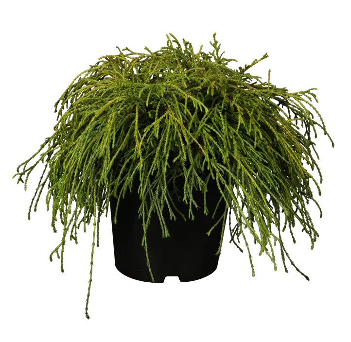 Grüne Fadenzypresse 'Filifera Nana'