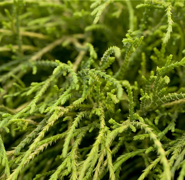 Grüne Fadenzypresse 'Filifera Nana'