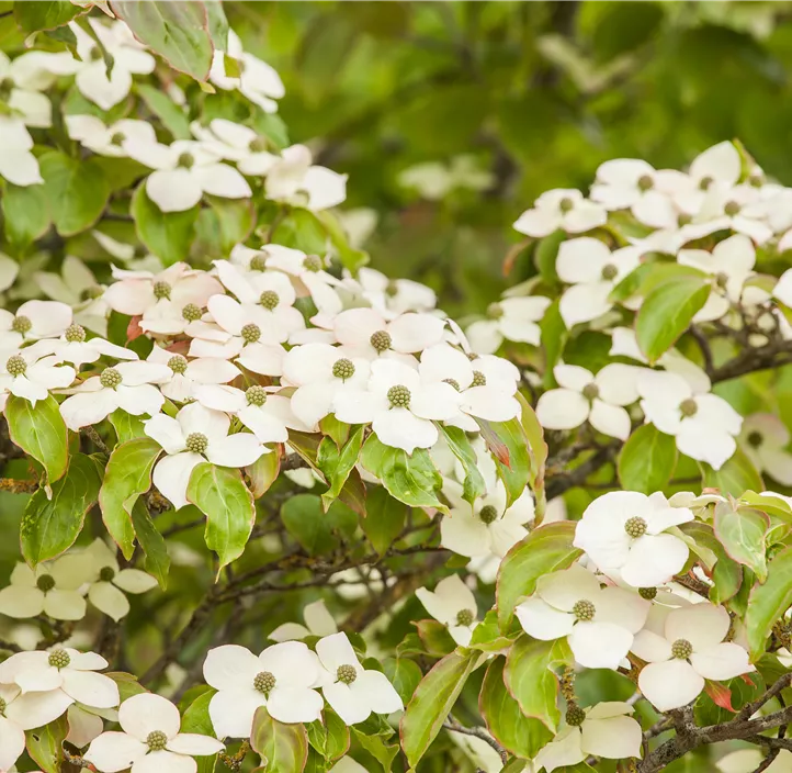 Japanischer Blumen-Hartriegel