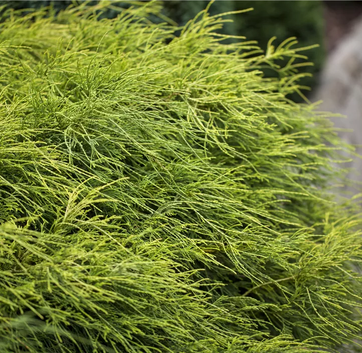 Grüne Fadenzypresse 'Filifera Nana'