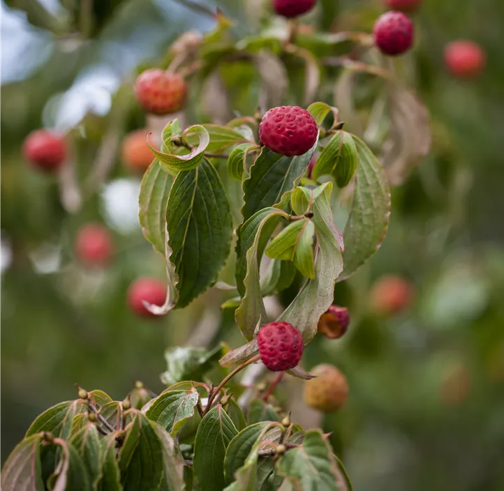 Japanischer Blumen-Hartriegel